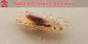 Nằm mơ thấy con chấy