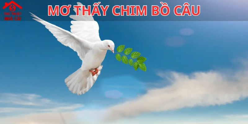 mơ thấy chim bồ câu