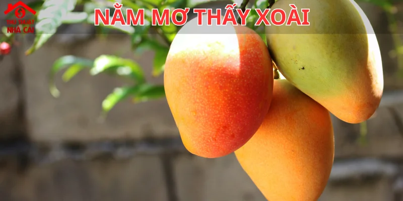 mơ thấy xoài